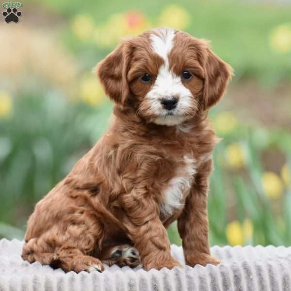 Jimmy, Cavapoo Puppy
